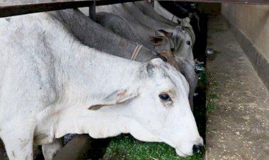 courtesy : gaon connection