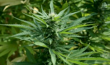 courtsey : homegrown courtsey : homegrown