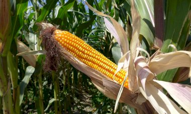 source: smartindianagriculture.com