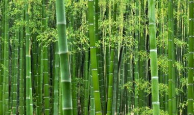 courtesy : Panjab kesari