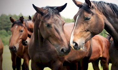 Photo Courtesy: Global News