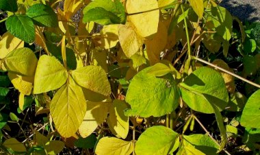 Photo Courtesy: Patrika