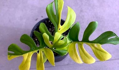 Photo Courtesy: the guardian 