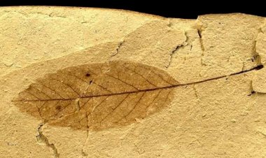 Photo Courtesy: India Times 