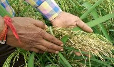 Photo Courtesy: Gaon Connection Photo Courtesy: Gaon Connection