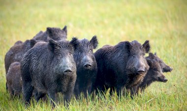 Photo Courtesy: Sky News 