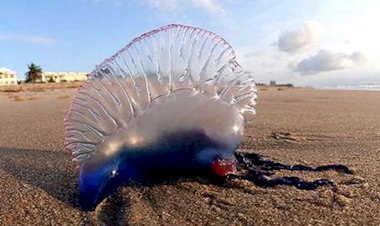 Photo Courtesy: Zee News 