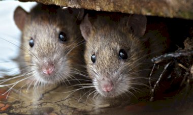 Photo Courtesy: ABC7 New York