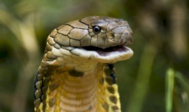 Photo Courtesy: Aboutanimals.com