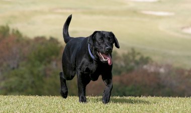 Photo Courtesy: The crime info