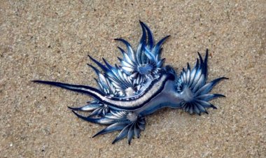 Photo Courtesy: The Sun