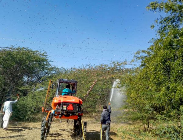 Locust Swarm (Photo: PTI)