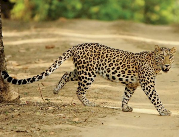 Courtesy: MP Tourism Courtesy: MP Tourism